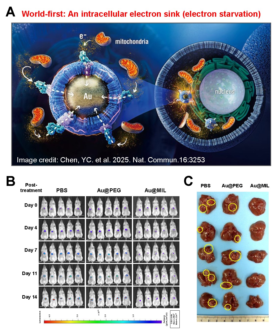 讓癌細胞自滅的黑科技!『癌細胞斷電』技術 Disrupting Cancer from Within: The Breakthrough "Power-Off Therapy" That Triggers Cancer Cell Self-Destruction