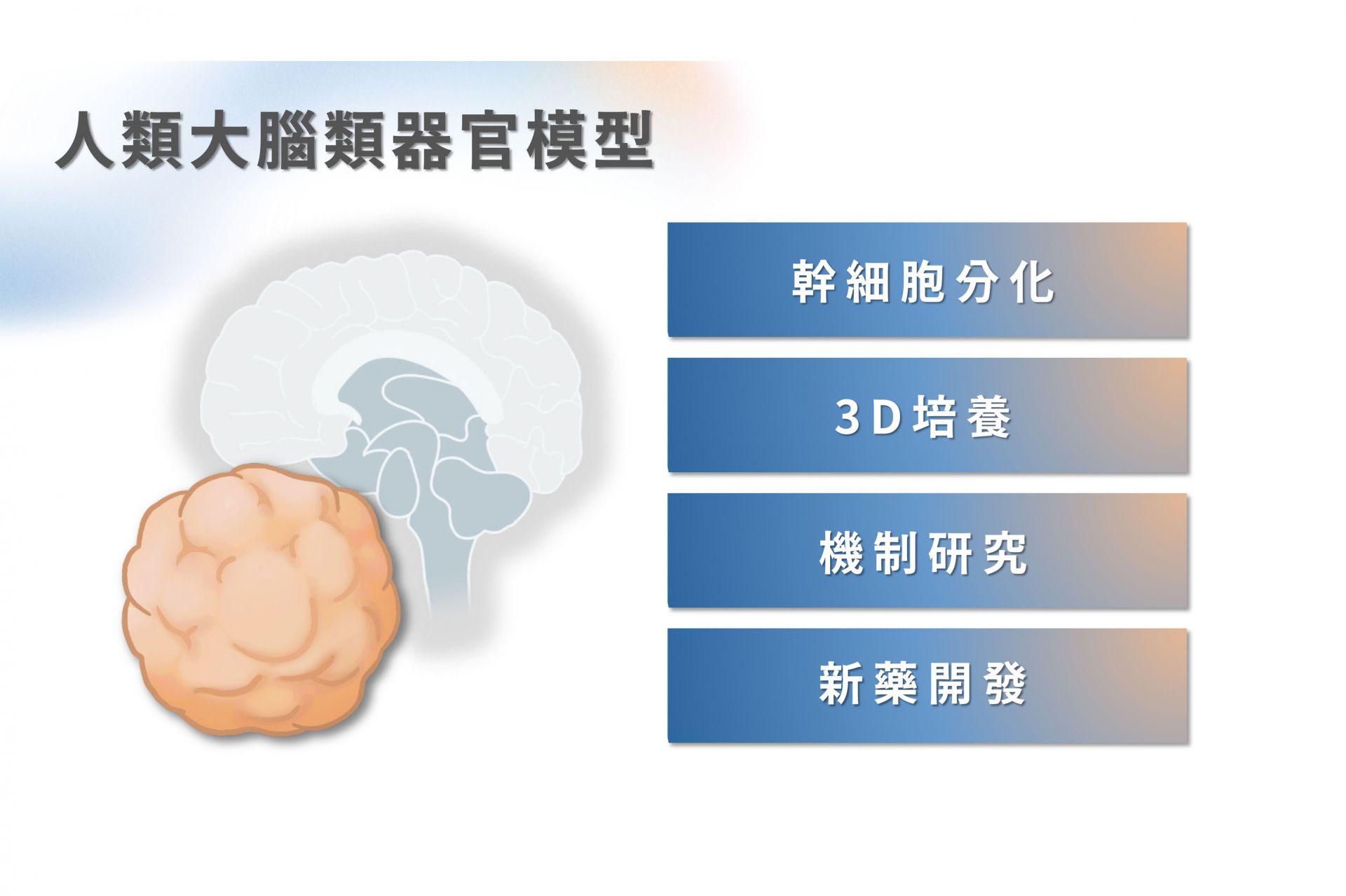 人類額顳葉退化症大腦類器官模型應用 Application of Human Cerebral Organoid Models for Frontotemporal Lobar Degeneration